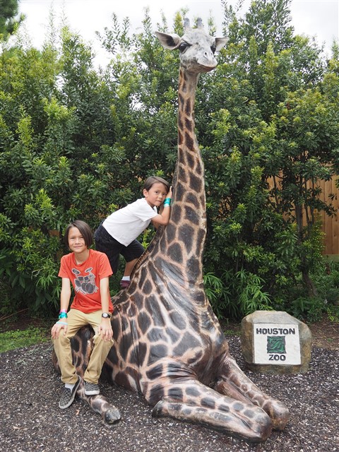houston zoo giraffe