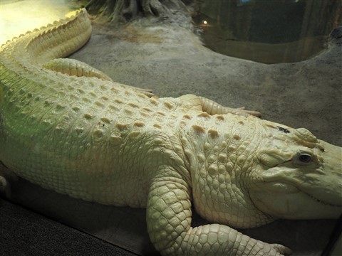 albino alligator houston zoo