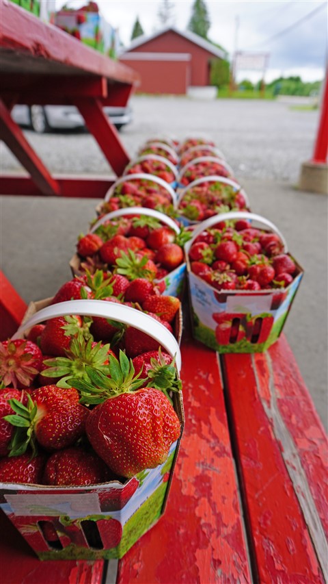 fraises strawberries from ile d'orleans quebec island orleans