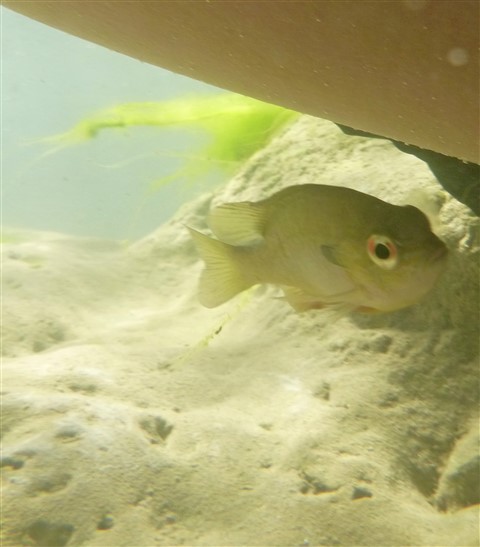 fish in the blanco river july 2015