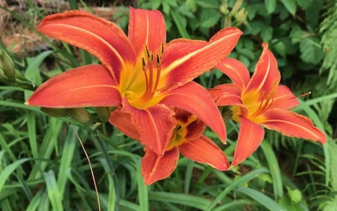 vermont day lilly 