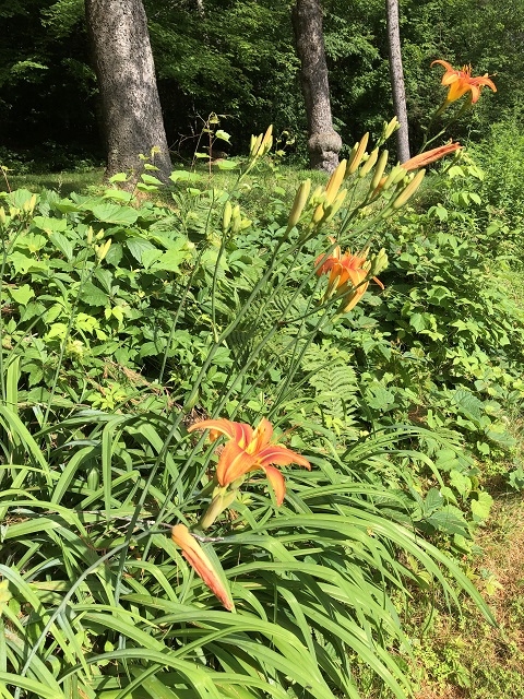 vermont daylillies