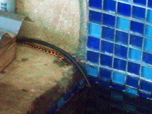 ribbon garter snake of austin, texas