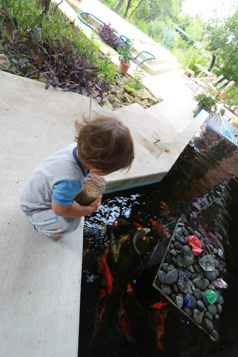 koi feeding koi feeding