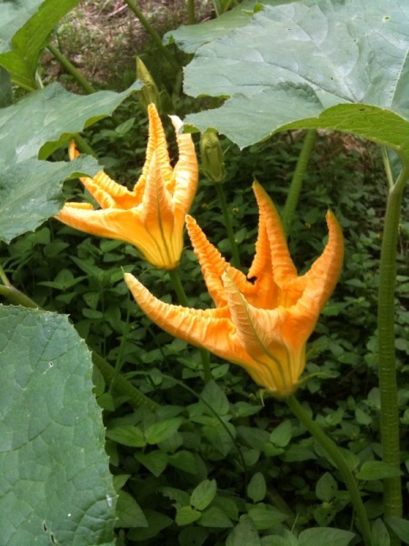 volunteer pumpkin flowers volunteer pumpkin flowers