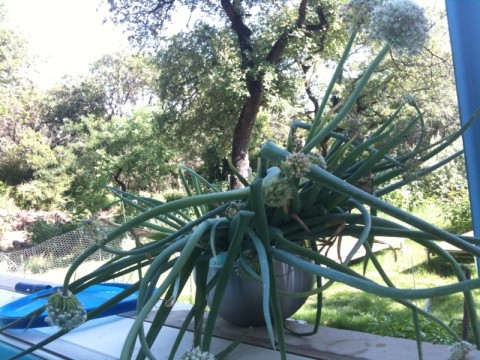 home grown onion harvest home grown onion harvest