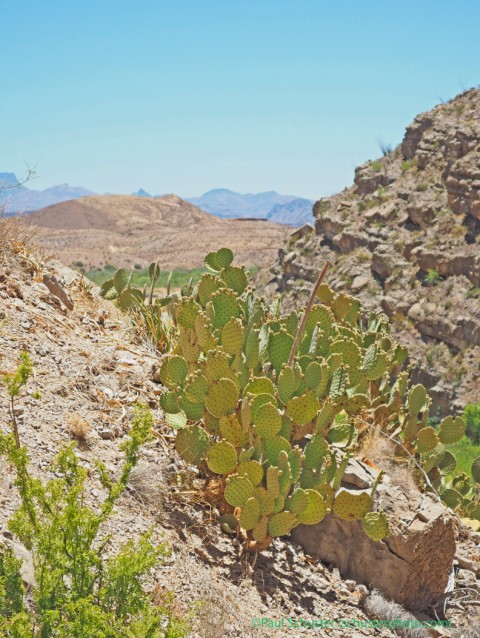 big bend santa elena canyon cactus  big bend santa elena canyon cactus
