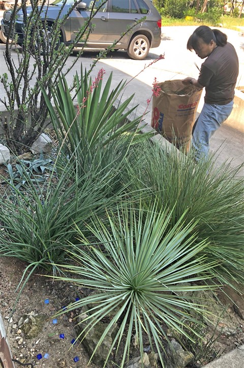 cactus garden 78746