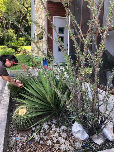 cactus garden westlake austin 