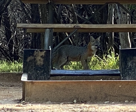 fox at pedernales falls state park rv site #9