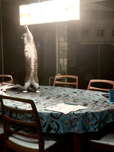 kreamer the caat high on catnip
