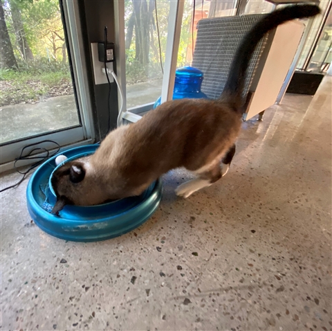 catnip cat weed