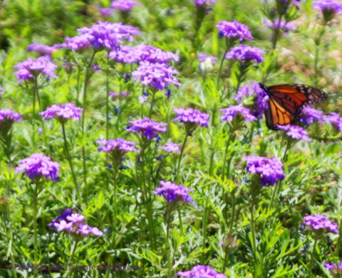 wimberley monarch butterfly on texas wildflowers wimberley monarch butterfly on texas wildflowers