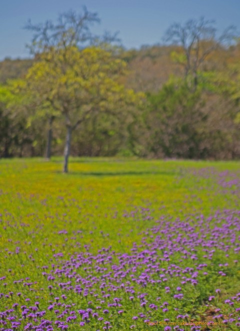texas wildflowers 2012 wimberley fischer tx
