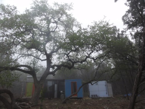 giant historic oak tree wimberley texas giant historic oak tree wimberley texas