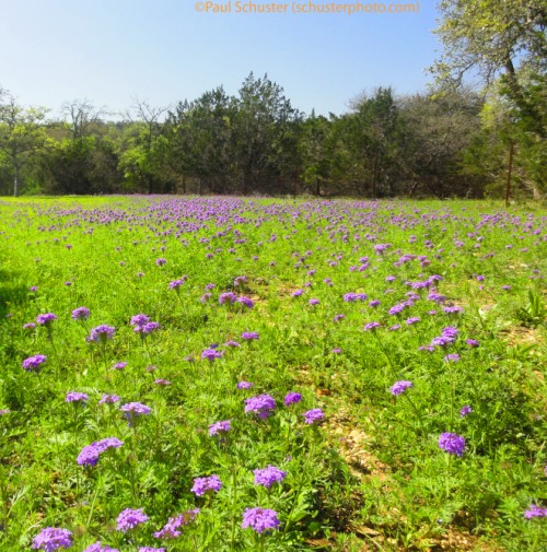 texas hill country wildflowers wimberley 2012