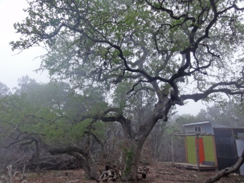 hundred year old oak wimberley  hundred year old oak wimberley