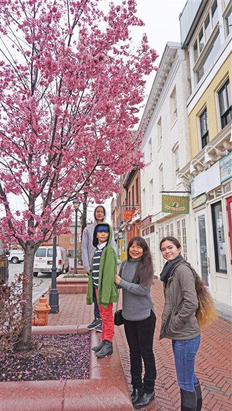 fells point cherry blossom tree baltimore