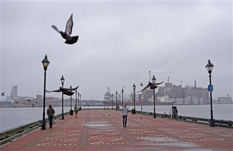 fells point pidgeon baltimore