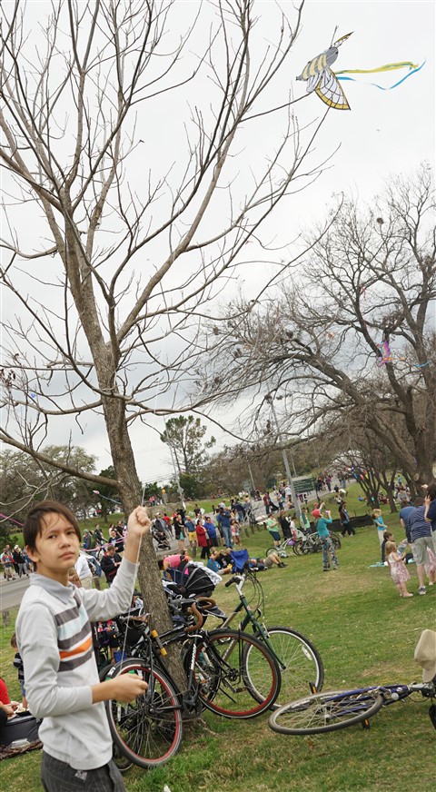 zilker kite festival tree failure 2016