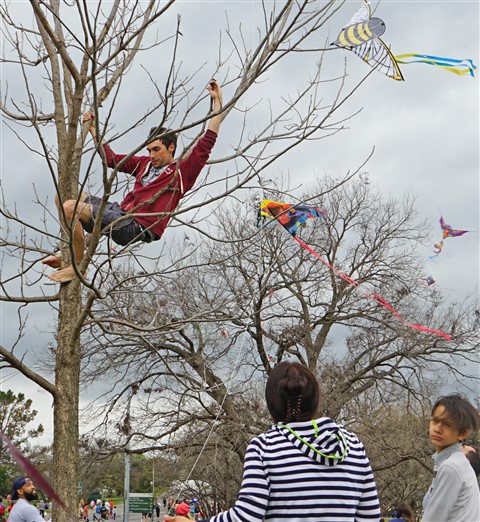 tree climbing stranger rescues kite at zilker kite festival 2016