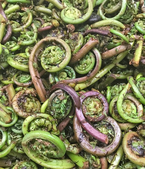 easter fiddlehead austin
