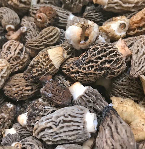 fresh morel mushrooms austin 