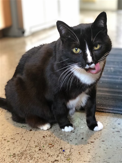 kay-so the cat from santa cruz costco