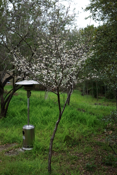 Mexican Plum Tree bloom west lake hills 78746