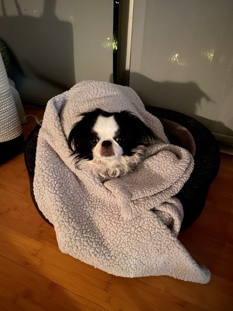 gojiera the japanese chin stepdog goji