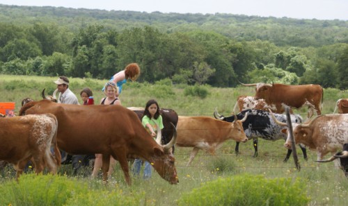 texas longhorn feeding