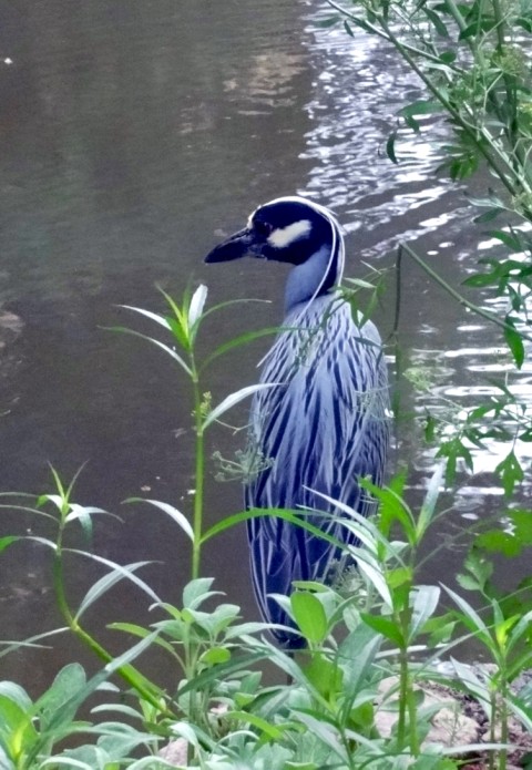 bird of the san antonio riverwalk bird of the san antonio riverwalk