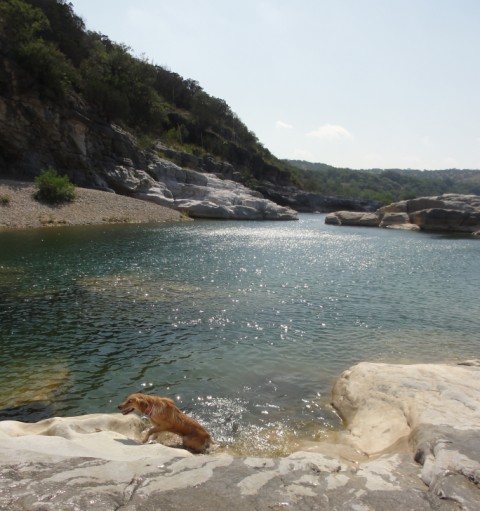 dog off leash pedernales dog off leash pedernales