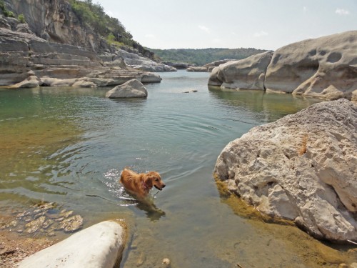 dog off leash at pedernales dog off leash at pedernales
