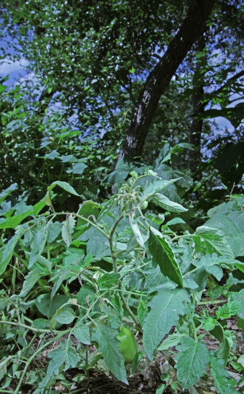 volunteer tomato austin volunteer tomato austin