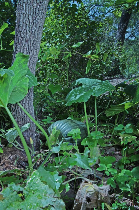 volunteer pumpkin volunteer pumpkin
