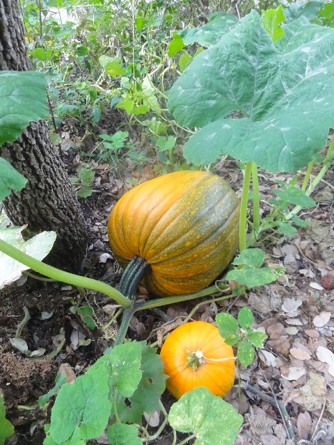 volunteer pumpkins are turning orange in may volunteer pumpkins are turning orange in may