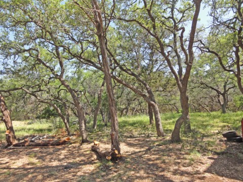 oak tree grove wimberley fischer texas tx oak tree grove wimberley fischer texas tx