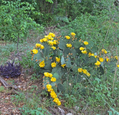 yellow cactus flowers austin texas yellow cactus flowers austin texas