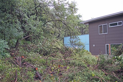 oak tree liberated from cedars west lake hills texas