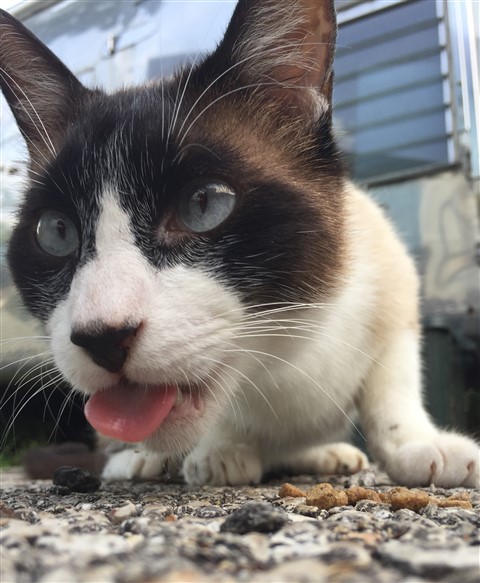 snowshoe siamese feral cat