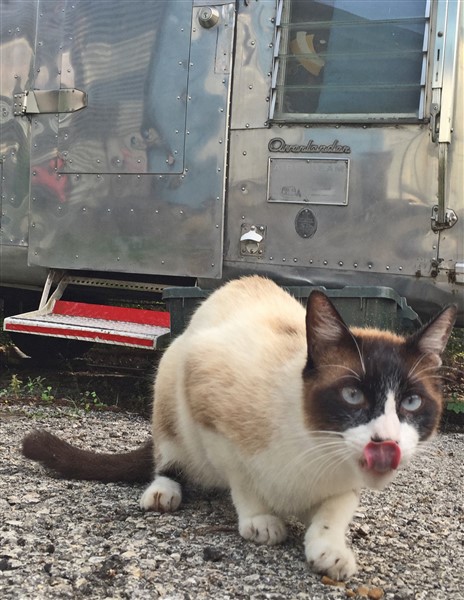 snow shoe siamese cat feral westlake austin