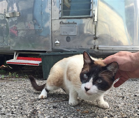 feral cat friend snowshoe siamese 