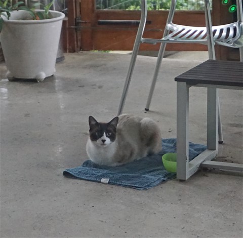 snowshoe siamese cat west lake hills