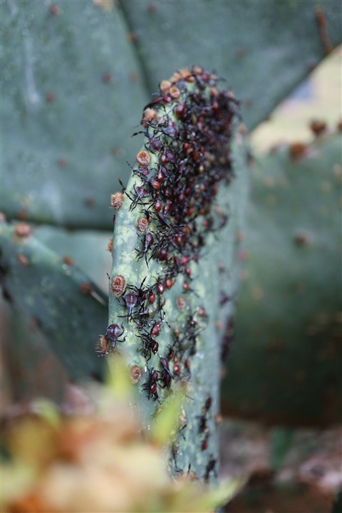 cochineal bug west lake hills tx