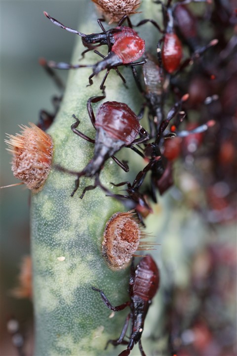close up cochineal carmine bug