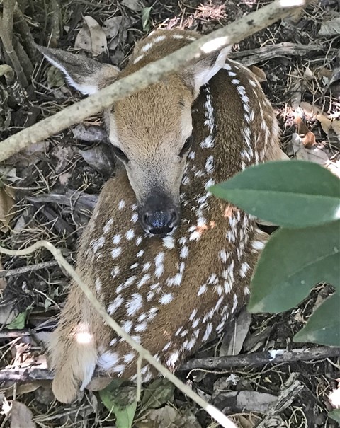 fawn in west lake hills baby deer austin
