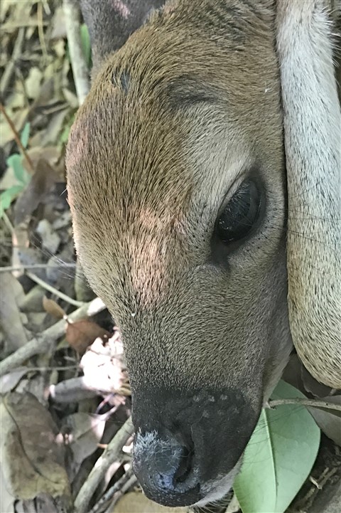 baby fawn