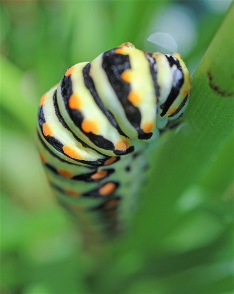 macro swallowtail caterpillar Austin