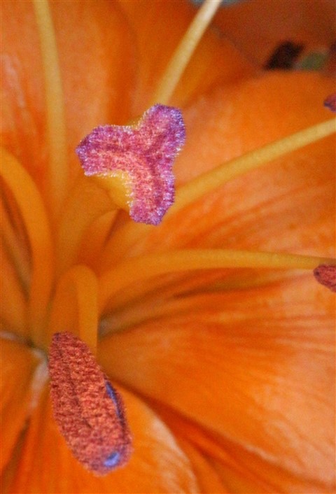 macro lilly stamen